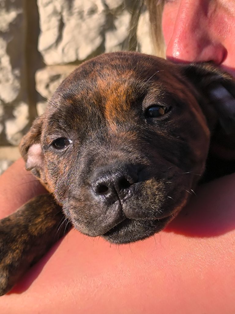 Little Lords - Chiots disponibles - Staffordshire Bull Terrier